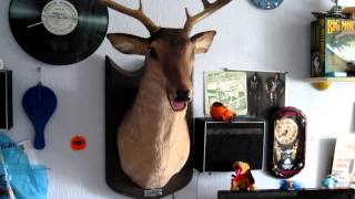 Buck The Singing Deer