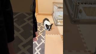 食べたくて後ろに張り付くフレブル