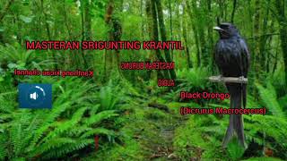 Download lagu SUARA BURUNG SRIGUNTING HITAM GACOR UNTUK PANCINGAN DAN MASTERAN mp3