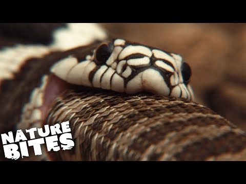 Cannibalistic Kingsnake Swallows Rattlesnake Whole! | Nature Bites