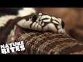 Cannibalistic Kingsnake Swallows Rattlesnake Whole Nature Bites