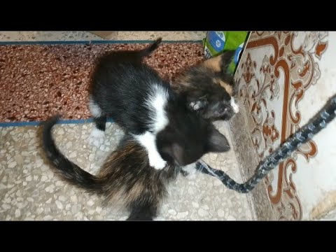 Two kittens cry out loud after losing their mother (part 3)
