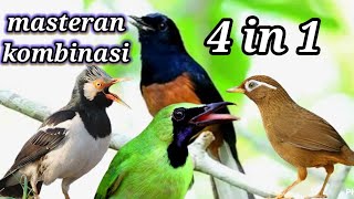 Download lagu masteran kombinasi 4 in 1 jalak suren , murai batu, wambi dan cucak ijo mp3 Download lagu masteran kombinasi 4 in 1 jalak suren , murai batu, wambi dan cucak ijo mp3