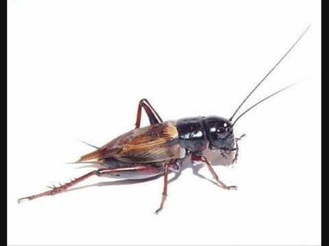 El Grillo - Josquin des Prez