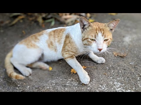 Hungry stray male cat meowing loudly for food.