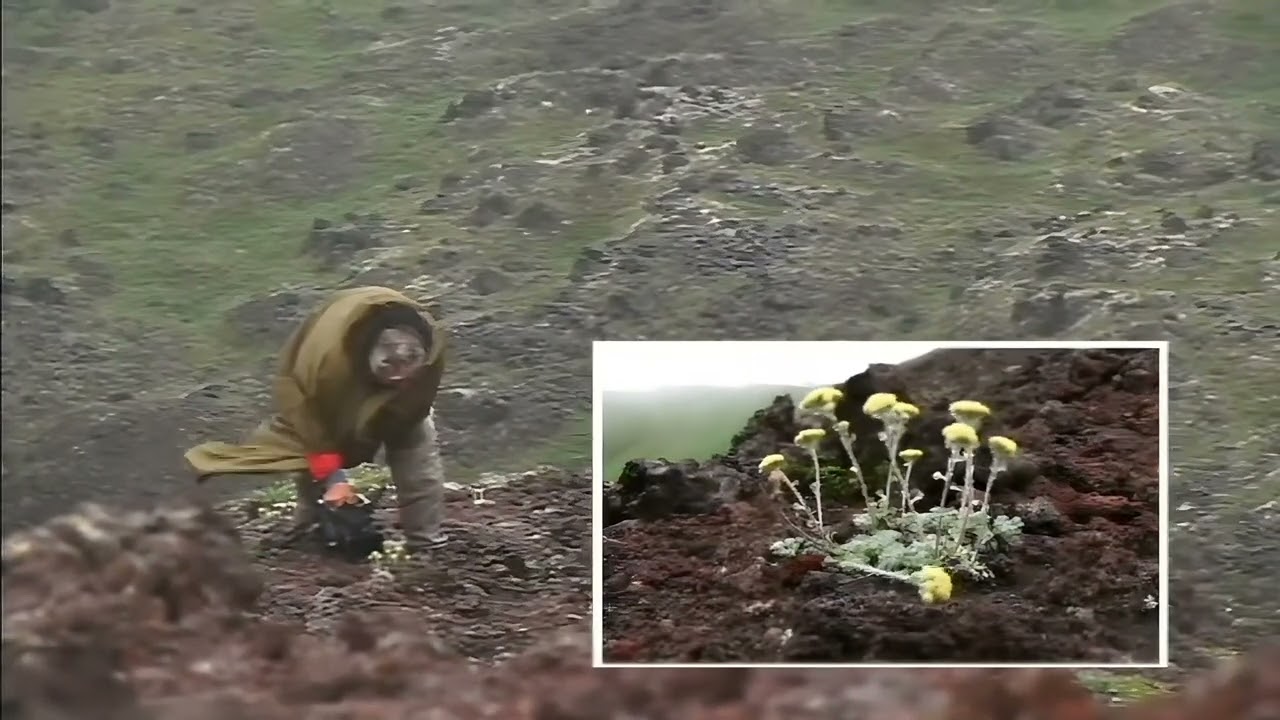 063 HARD TALK / Biene und Mensch - D (Enhanced 4K)