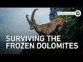 Italy S Frozen Giants Predators Reach Their Limits In The Dolomites Full Documentary