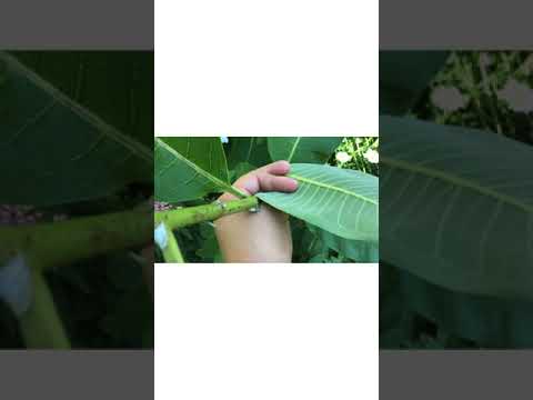 Raising Monarchs Part 1: Milkweed, What it does and helps