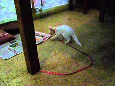 SNOWBELL : OUR LATEST ADDITION TO THE FAMILY.AVI