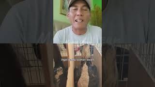 Download lagu Latihan giring/kliter menurut mas wandi karpet merah #karpetmerah #ayamthailand #ayamrawatan #fyp mp3 Download lagu Latihan giring/kliter menurut mas wandi karpet merah #karpetmerah #ayamthailand #ayamrawatan #fyp mp3