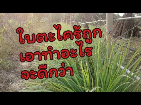 สิ่งที่ยาเสพติดเพื่อเพิ่มความแข็งแรง วิธีการที่จะกระตุ้นร่างกายผู้หญิง