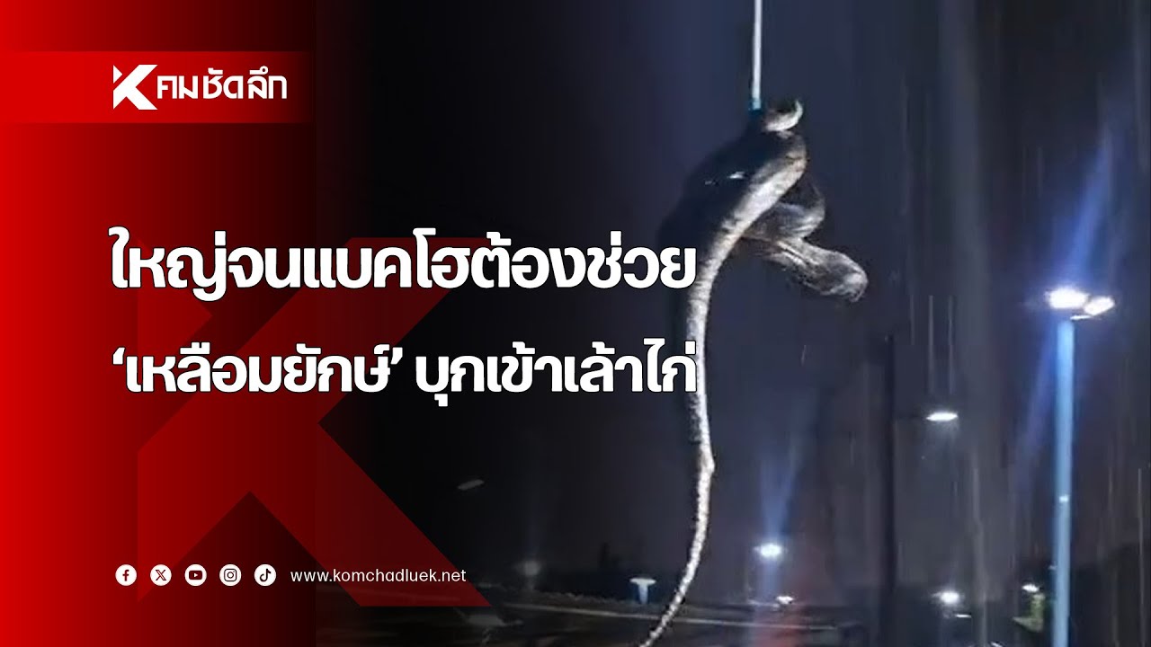 แบคโฮช่วยด้วย ไอ้เหลือมยักษ์เข้าเล้าไก่