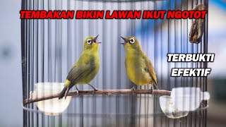 Download lagu PANCINGAN PLECI NEMBAK PALING AMPUH BIKIN LAWAN IKUT NEMBAK NGOTOT, CEPAT BUKA PARUH mp3