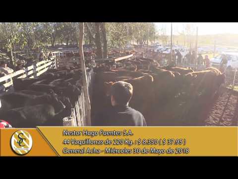 30-05-18 Venta de Hembras - Nestor Hugo Fuentes S.A. - General Acha