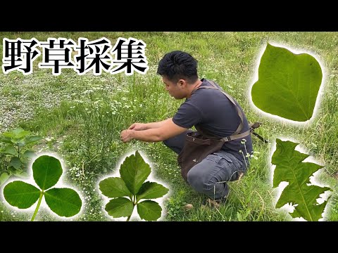 陸ガメの餌やり