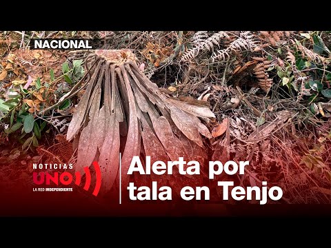 Tenjo en alerta: investigan tala de frailejones en reserva comunal | Noticias UNO