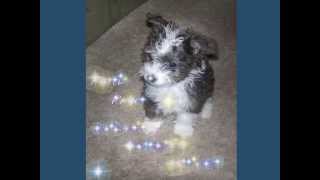 Patti Page - How Much Is That Doggie In The Window