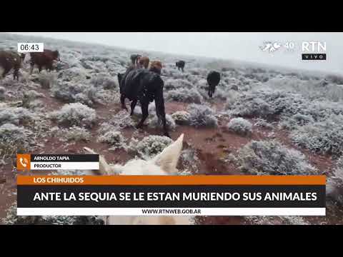 Mueren animales por falta de agua en Los Chihuidos