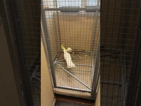 Richie is playing #birds #richie #parrot #livepercution