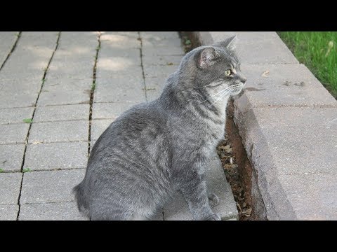 How to Care for Manx Cats - Grooming Your Manx