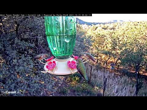 Rufous and Broad-tailed Hummingbirds Stop By Cactus Feeder In West Texas – Oct. 15, 2021