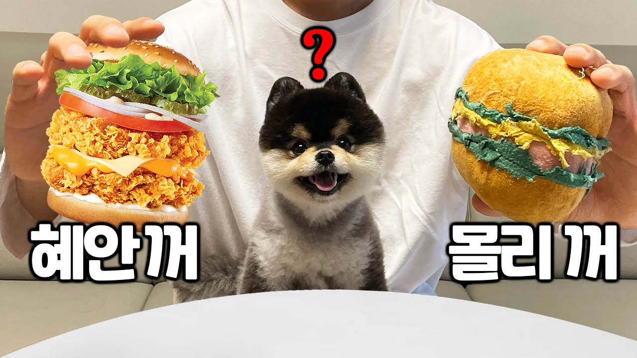 생애 첫 햄버거 먹방(몰리 것도 준비함)