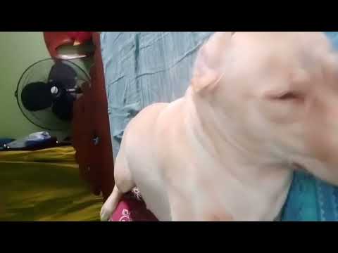 Shadow relaxing time 😴😴😴