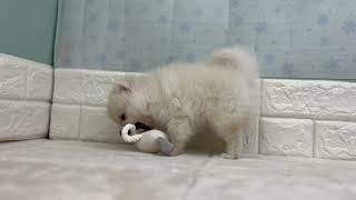 ポメラニアンの動画01