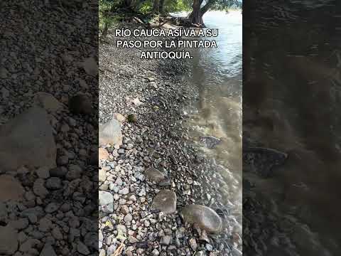 RÍO CAUCA ASÍ VA A SU PASÓ POR LA PINTADA ANTIOQUÍA.#parati #riocauca #anioquia