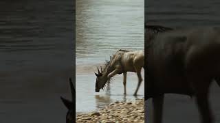 This herd of wildebeest is gigantic!