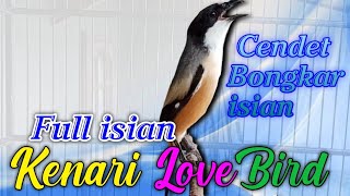 Download lagu CENDET GACOR FULL ISIAN KENARI LOVEBIRD, Ampuh untuk pancingan cendet malas bunyi, Dijamin Nyaut mp3