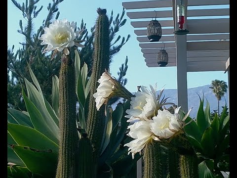 Cactus Flower Time Lapse June 2021 Free music version