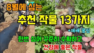 8월에 씨앗모종으로 심는 추천작물 13가지 지금 심어야 가을에 수확합니다 #8월에심는작물 #김장배추심는시기
