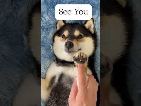 Doggie Spa Day: Paws & Polish!