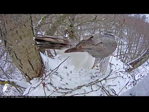 Vistu vanaga gimene apmekle ligzdu 2023 03 05