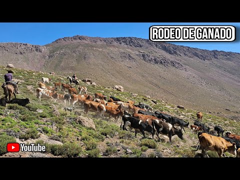 Rodeo de Ganado como es pasar un día arreando y la noche con los arrieros de hidalgo Putaendo