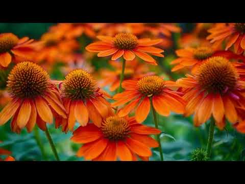 Opwekking 453 Jezus, heilige gezalfde 1B