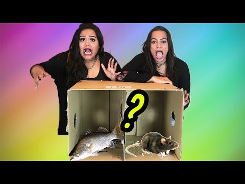 WHAT'S IN THE BOX!? (CHALLENGE)