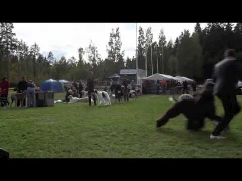 Aziz Haifa Finnish Sighthound Specialty 2011