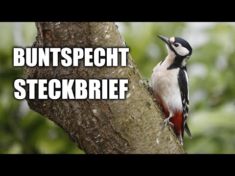 Buntspecht Artportrait (Aussehen, Lebensraum, Trommeln und mehr)