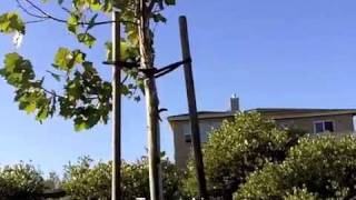 Tree staking