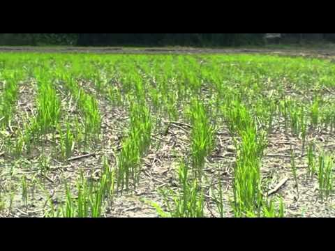 Using Farm Mechanization to Strengthen the Rice Value Chain Using Farm Mechanization to Strengthen the Rice Value Chain
