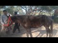 Tandala Mandi Horse For Sale By World Animal Photo Garaphy