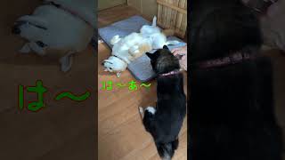 週末は寝て暮らす　いつもじゃん！(笑)　柴犬てんちゃん #柴犬 #犬 #shiba