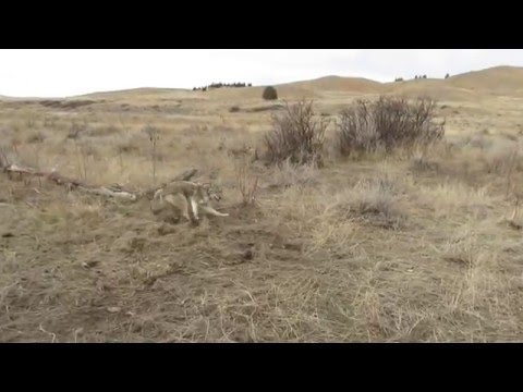 Nice wyoming coyote