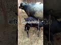 बारिश Buffalo भैंस Milking Buffalo Milking Buffalo Video Baffalo Buffalo Cow Buffa