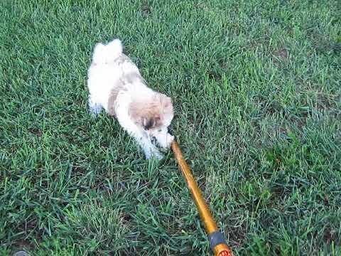 Marshall loves to play