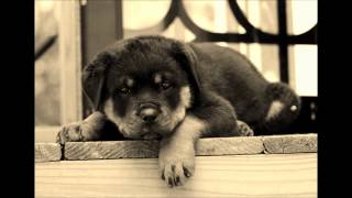 Gloria Estefan - Tus ojos