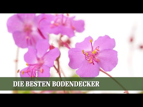 The best ground covers - Episode #06