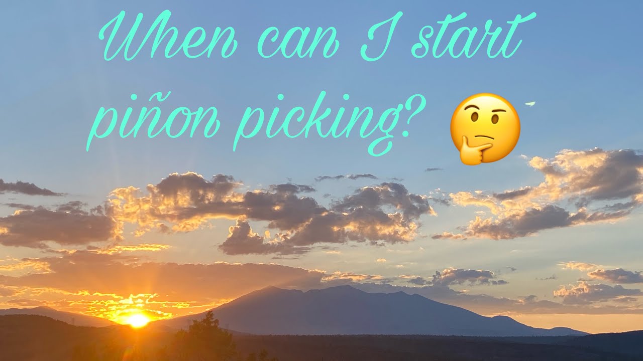 When can I start piñon picking?
